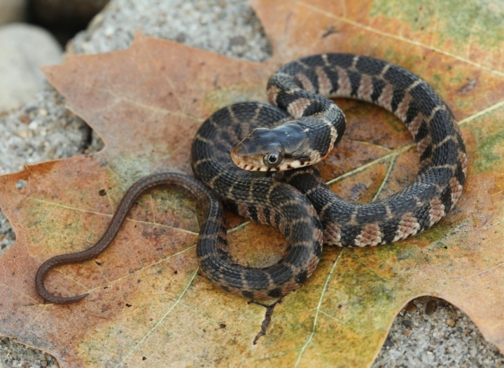 Plainbally Water Snake